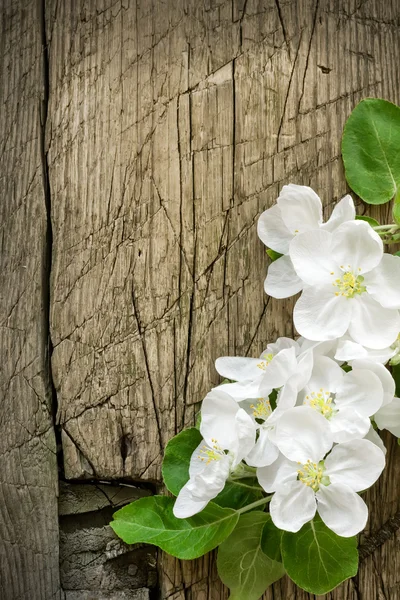 Pear blossoms over vintage wood — Stock Photo, Image