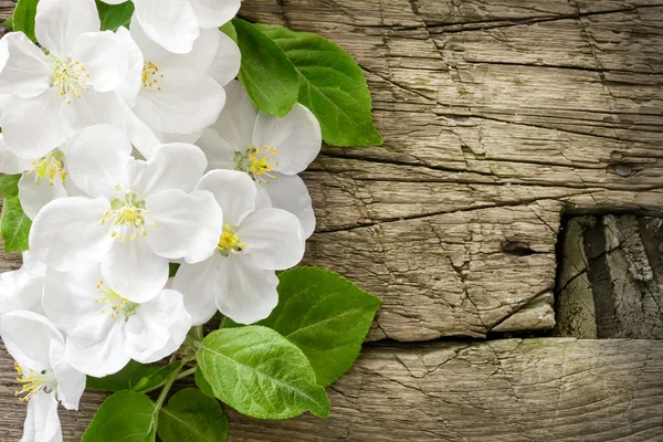 Pear blossoms over vintage wood — Stock Photo, Image