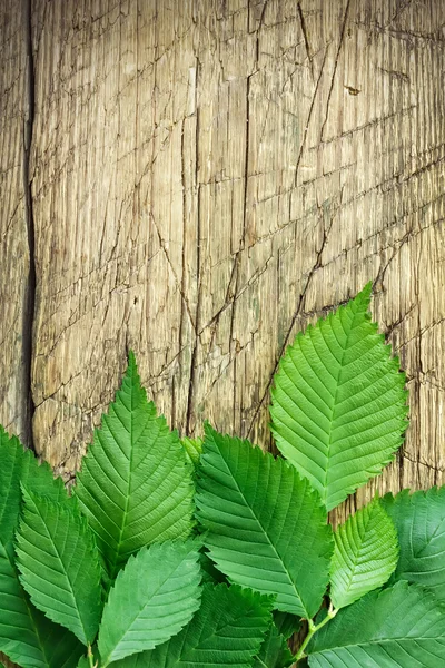 Antika ahşap üzerinde yeşil yaprakları — Stok fotoğraf