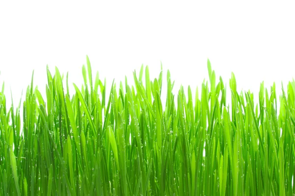 Grass background — Stock Photo, Image