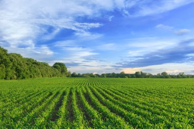 Corn field clipart