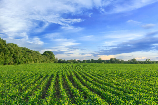 Corn field