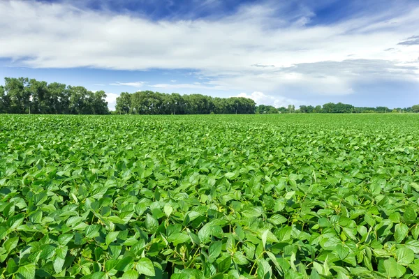 Sojabonen veld — Stockfoto