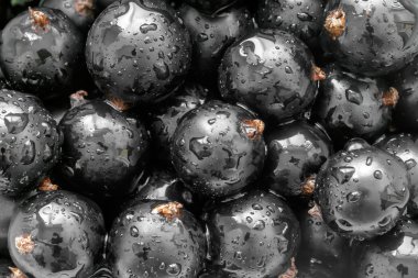 Siyah frenk üzümü