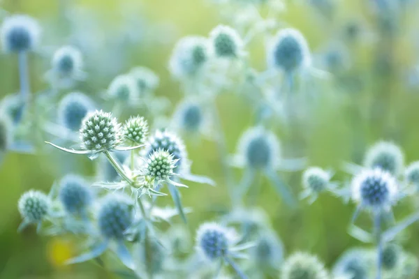 Eryngium — Stock Photo, Image