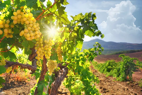 Üzüm bağı — Stok fotoğraf