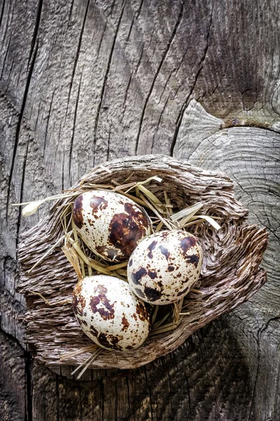 Quail eggs — Stock Photo, Image