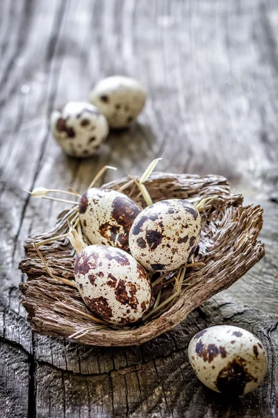 Oeufs de caille — Photo