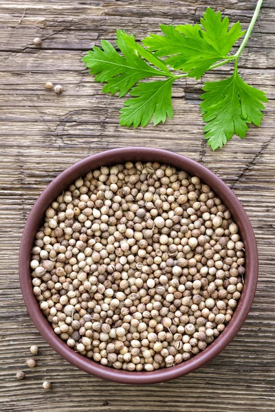 Coriander — Stock Photo, Image