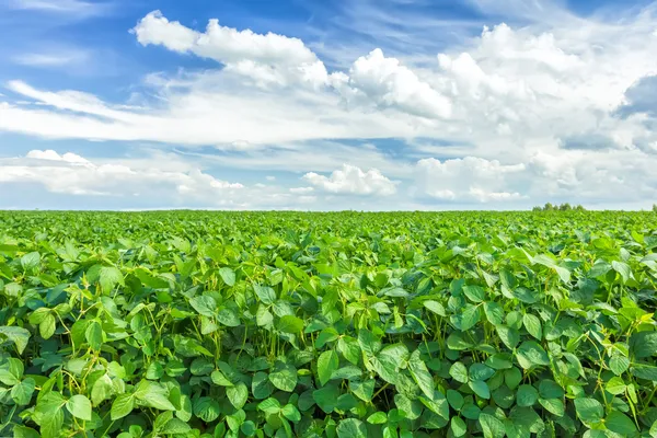 Zonnebloem veld — Stockfoto