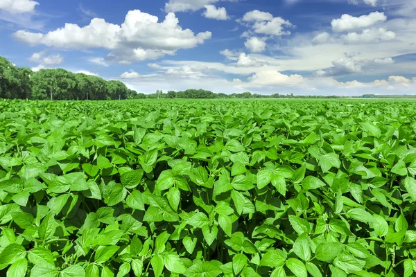 Campo de soja — Fotografia de Stock