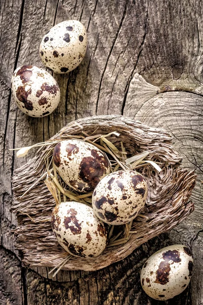 Oeufs de caille — Photo