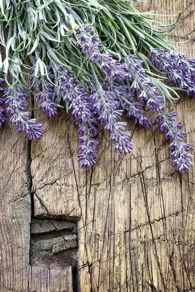 Lavendel — Stockfoto