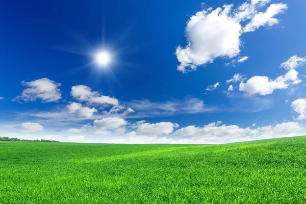 Wheat field — Stock Photo, Image