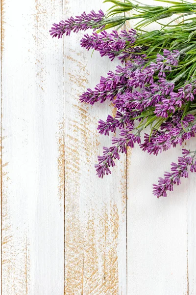 Lavender — Stock Photo, Image