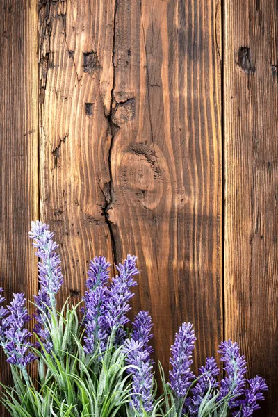 Lavender — Stock Photo, Image