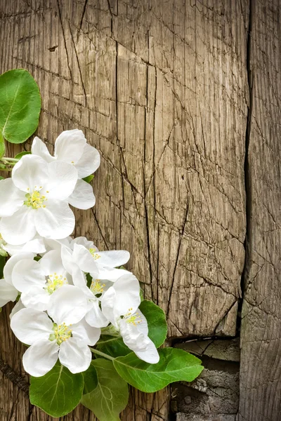 Bloeiende tak — Stockfoto