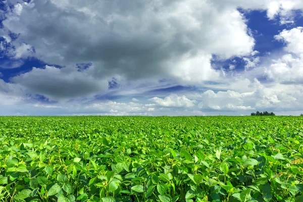 Sojabonen veld — Stockfoto