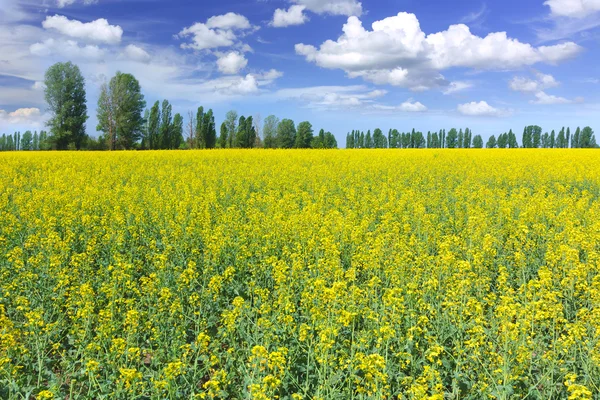 Koolzaad veld — Stockfoto