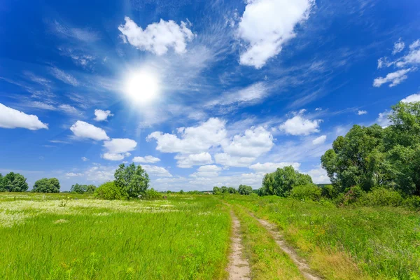 Meadow — Stock Photo, Image