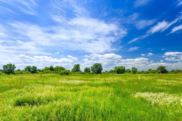 Prato — Foto Stock