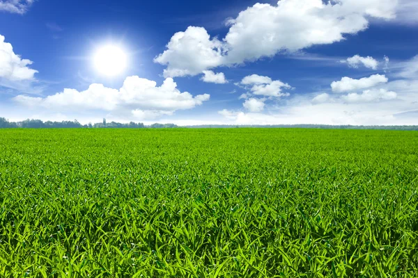 Wheat field — Stock Photo, Image