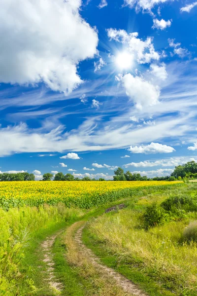 Zomer landschap — Stockfoto