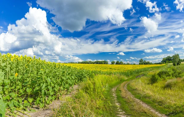 Summer landscape — Stock Photo, Image