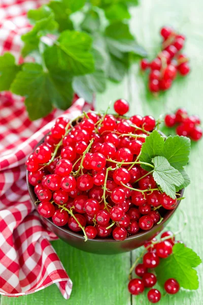 Red currant — Stock Photo, Image