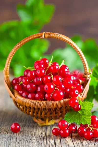 Red currant — Stock Photo, Image