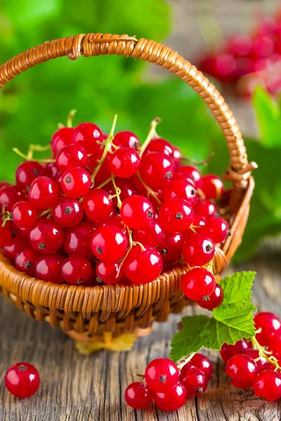 Red currant — Stock Photo, Image