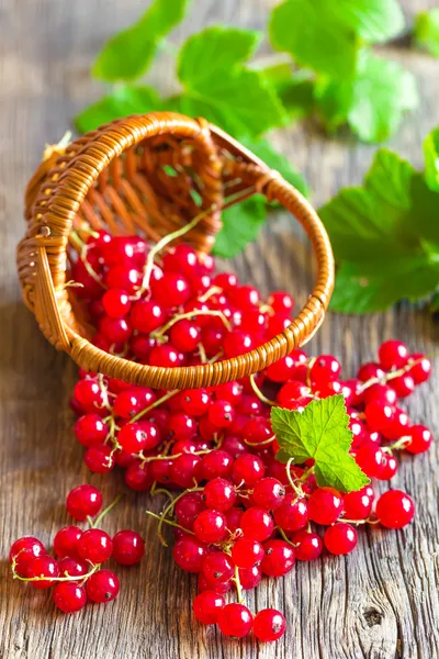 Red currant — Stock Photo, Image