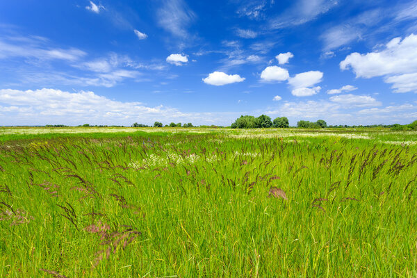 Summer landscape