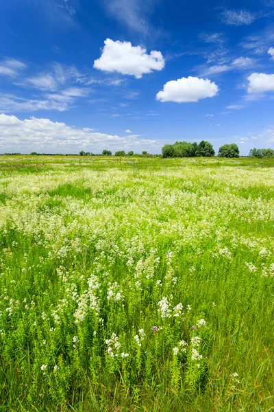 Summer landscape — Stock Photo, Image