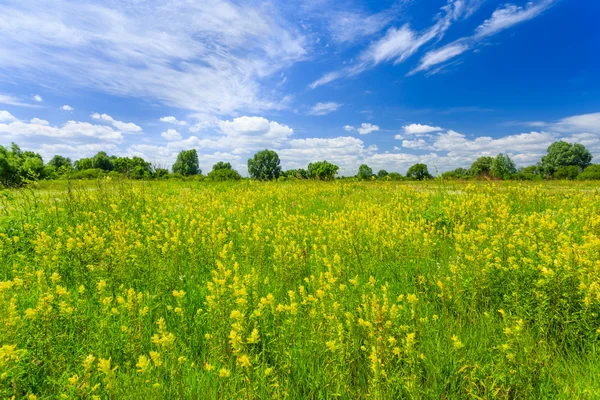 Sommarlandskap — Stockfoto