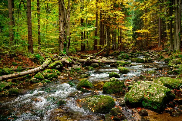 Nature Landscape Beautiful Fall Mountain Wild Forest River Moss Cover — Stock Photo, Image