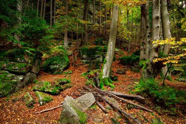 Nature Landscape Beautiful Mountain Wild Forest Fall Moss Cover Stones — Stock Photo, Image