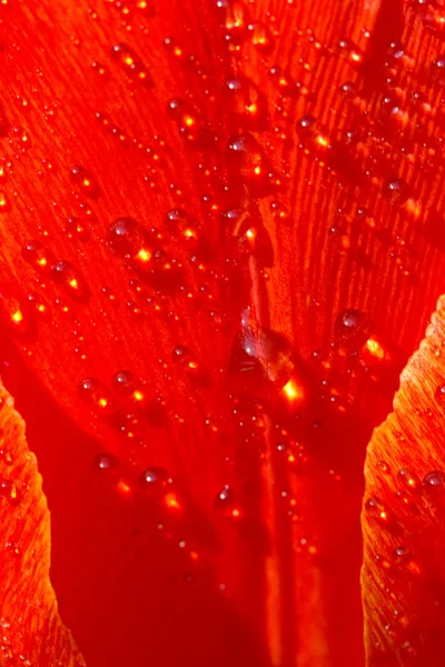 Primer plano de una flor con gotas de rocío . — Foto de Stock