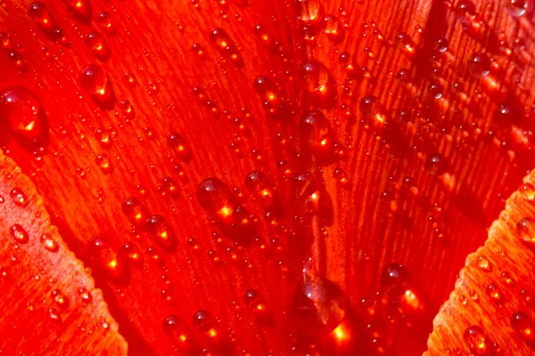 Primer plano de una flor con gotas de rocío . —  Fotos de Stock