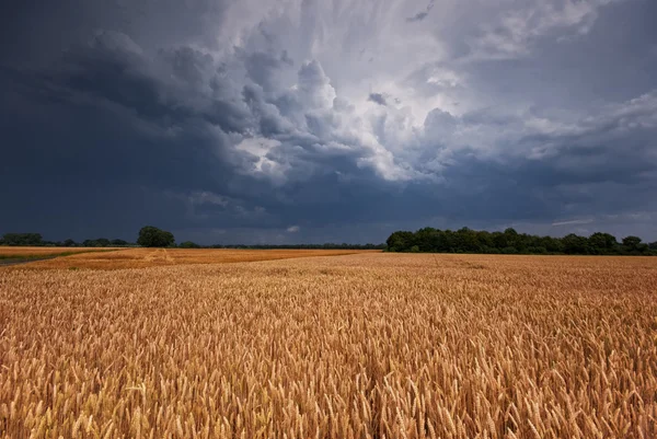 Campo de cereais e tempestade — Fotografia de Stock