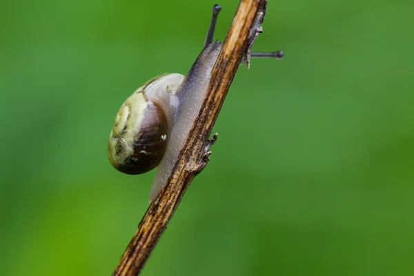 Snail — Stock Photo, Image