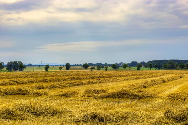 Campo de restolho — Fotografia de Stock