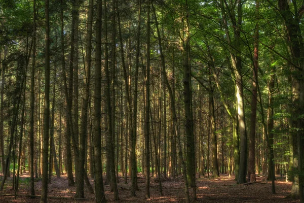 güneşli forrest