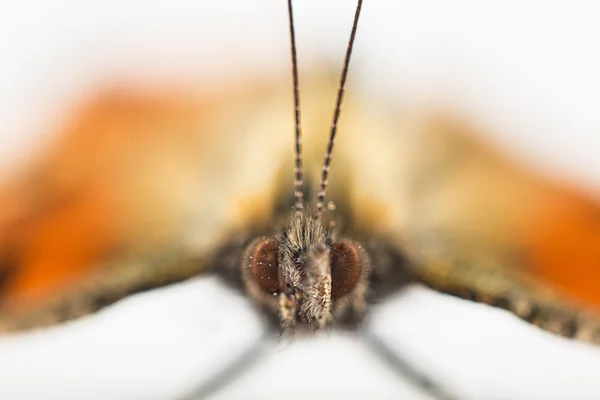 Macro papillon — Photo