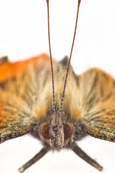 蝶のマクロ — ストック写真