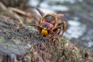 Hornet yakın çekim