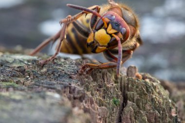 Hornet yakın çekim