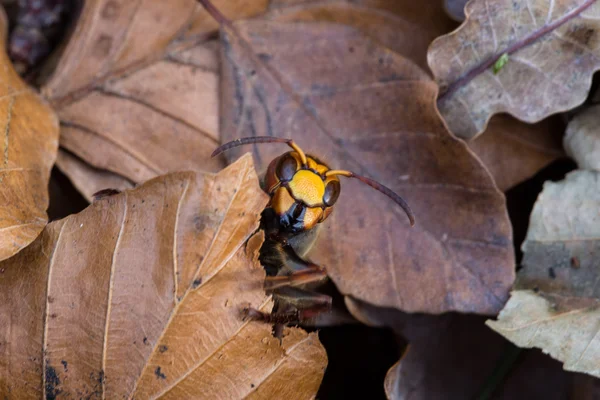 Hornet närbild — Stockfoto