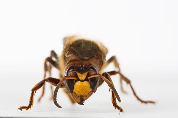 Hornissen-Makro — Stockfoto