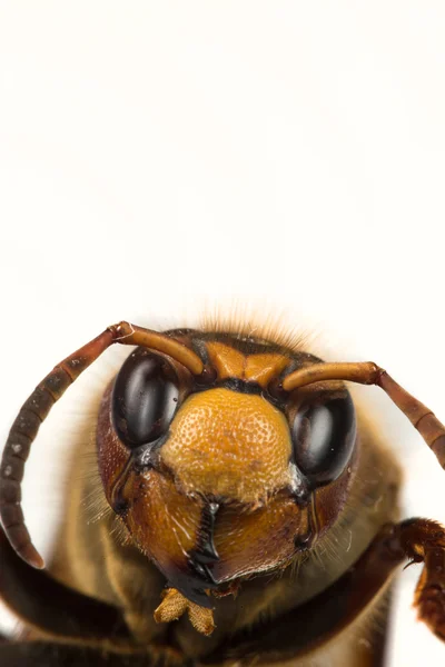 Hornet makro — Stockfoto